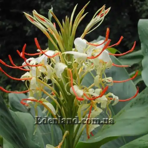 Зображення Гедіхіум колосистий - Hedychium spicatum