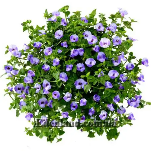 Изображение Торения Фурнье - Torenia fournieri