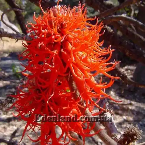 Зображення Еритріна абіссінська - Erythrina abyssinica