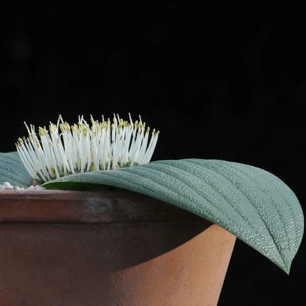 Изображение Массония пузырчатая  - Massonia pustulata 