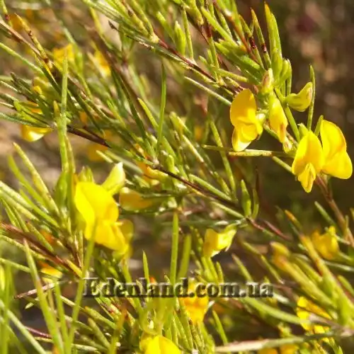 Изображение Аспалатус линейный - Aspalathus linearis