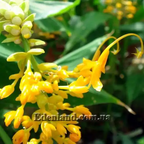 Зображення квіти та насіння-бульбочки