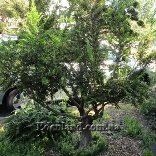 Изображение Лума Чекен - Luma chequen