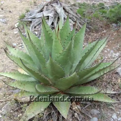 Изображение Агава Джентри - Agave gentryi