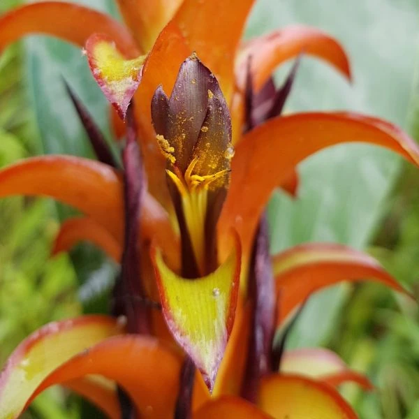 Зображення Піткернія чорна - Pitcairnia nigra 