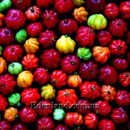 Изображение Евгения одноцветковая - Eugenia uniflora