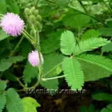 Изображение Мимоза стыдливая - Mimosa pudica