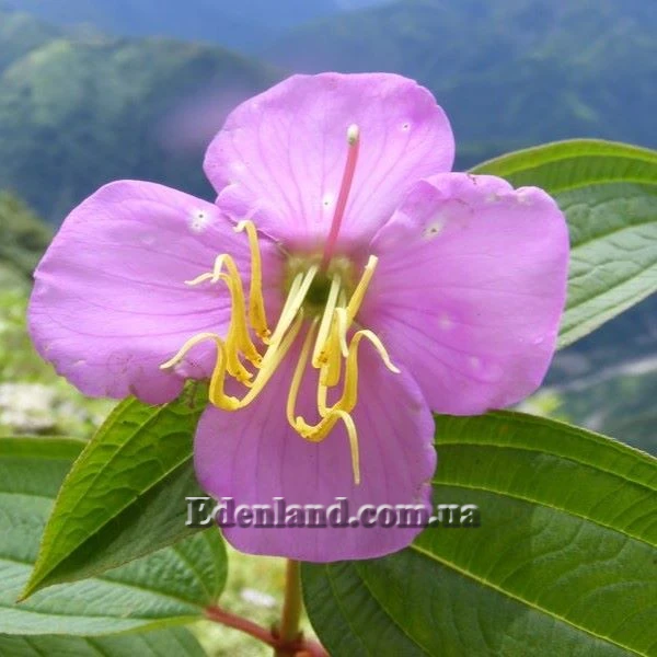 Изображение Осбекия звездчатая  - Osbeckia stellata