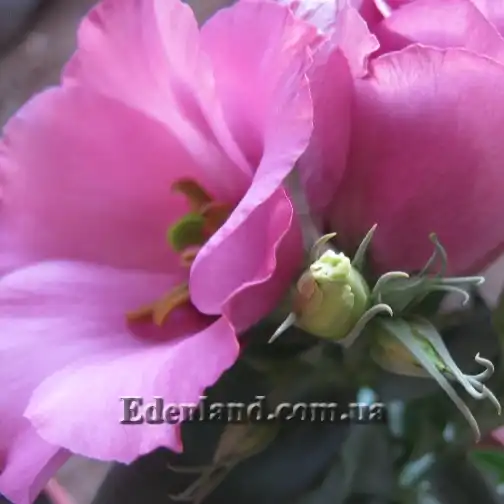 Изображение эустома розовая