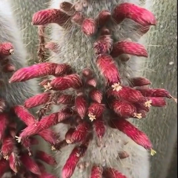 Зображення Клейстокактус Штрауса - Cleistocactus strausii 