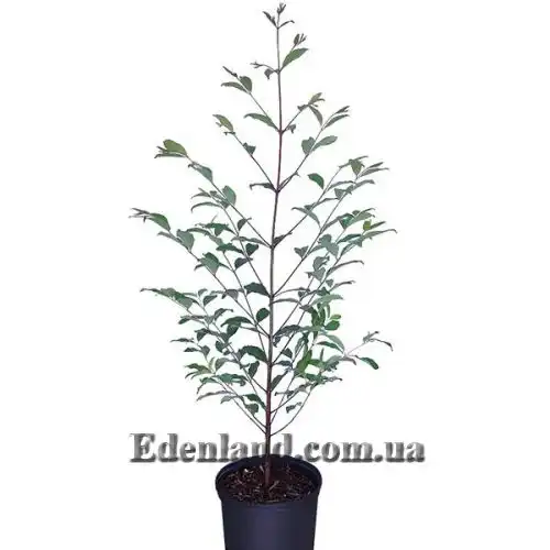 Изображение Эвкалипт радужный - Eucalyptus deglupta