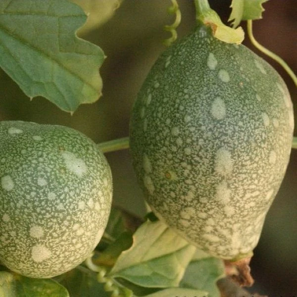 Изображение зеленые плоды