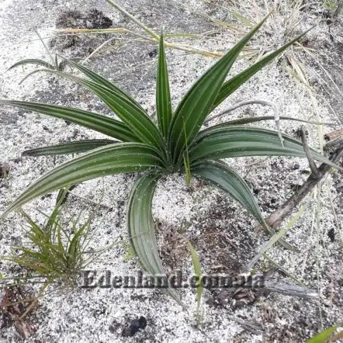 Изображение Вахендорфия метельчатая - Wachendorfia paniculata