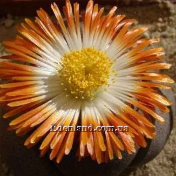 Зображення Плейоспілос Нела - Pleiospilos nelii