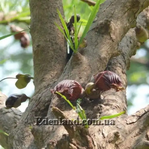 Зображення Кресцентія крилата - Crescentia alata