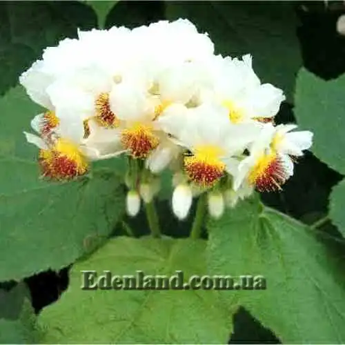 Изображение Спаррманния африканская - Sparrmannia Africana