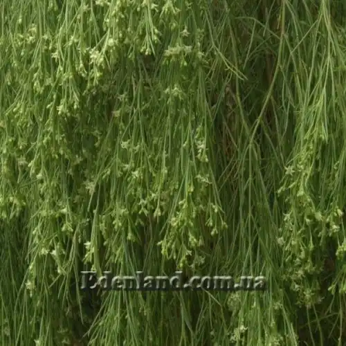 Изображение Плокама повислая - Plocama pendula