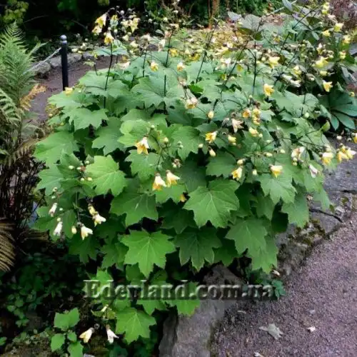 Зображення Кіренгешома дланєвидна - Kirengeshoma palmata