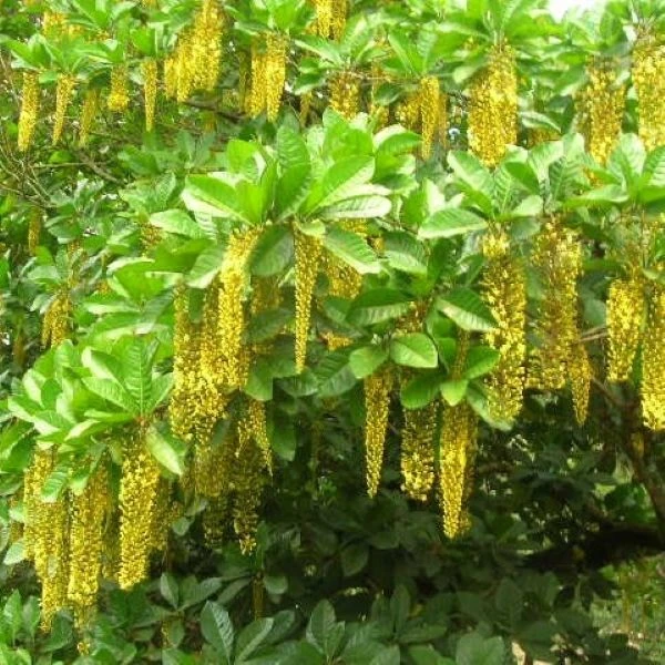 Спахея молочная - Spachea lactescens