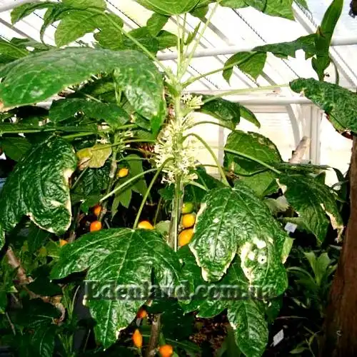 Изображение взрослое растение в оранжерее