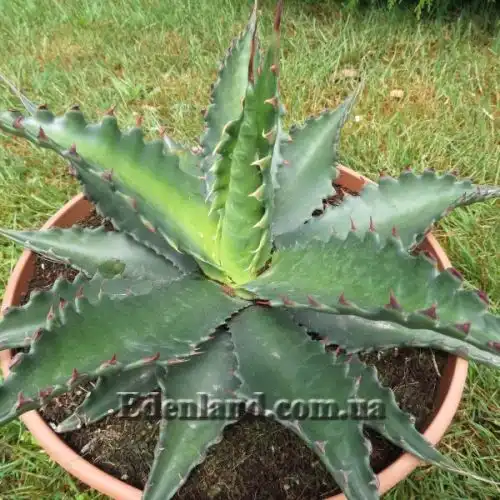 Изображение Агава Джентри - Agave gentryi