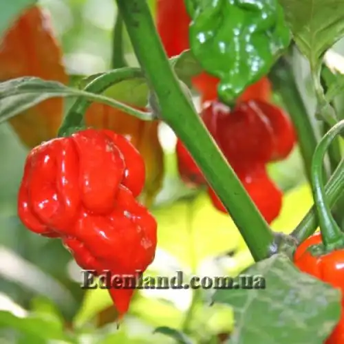 Изображение Перец Тринидад Моруга Скорпион Красный - Capsicum Trinidad Moruga Scorpion Red