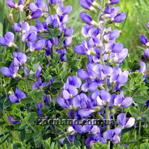 Изображение Баптизия южная - Baptisia australis 