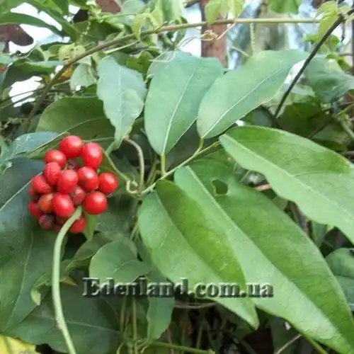 Изображение Тилиакора трёхтычинковая - Tiliacora triandra 