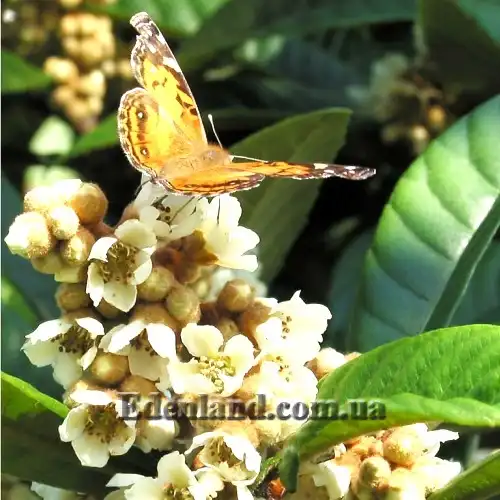 Изображение цветы