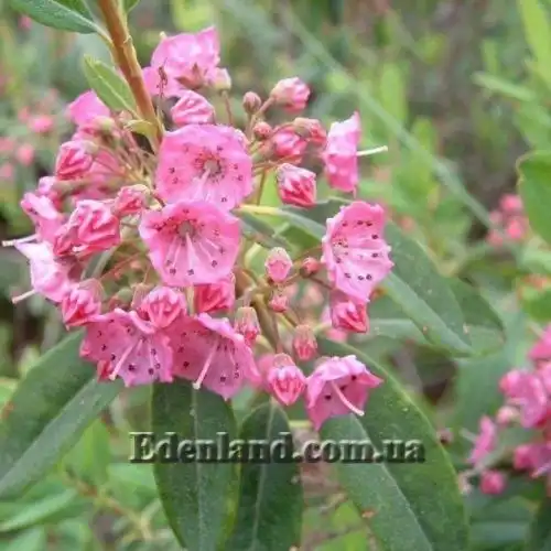 Зображення Кальмія вузьколиста - Kalmia angustifolia