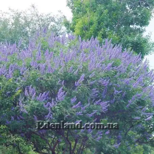 Изображение Витекс священный  - Vitex agnus - castus