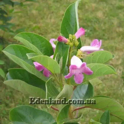 Зображення Делостома цільнолиста - Delostoma integrifolium