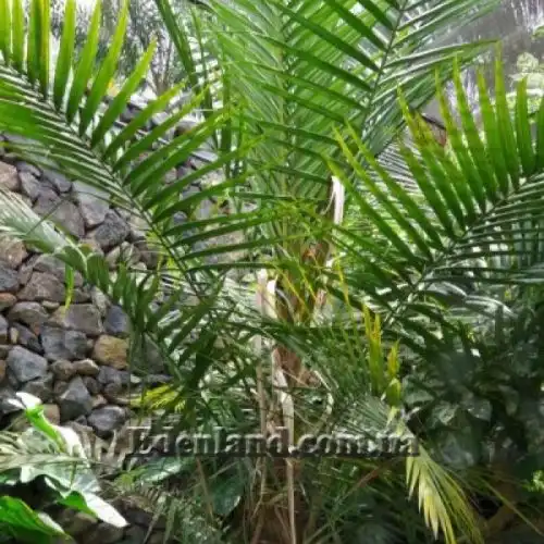 Изображение Дипсис фанева - Dypsis faneva