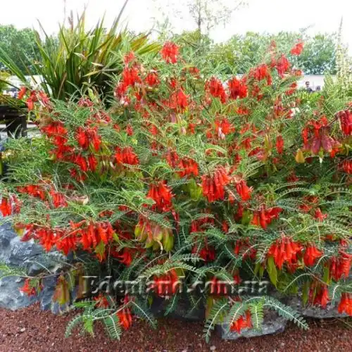 Сутерландия кустарниковая  - Sutherlandia frutescens