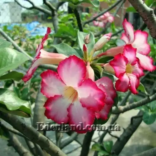 Изображение Адениум тучный - Adenium obesum var. obesum