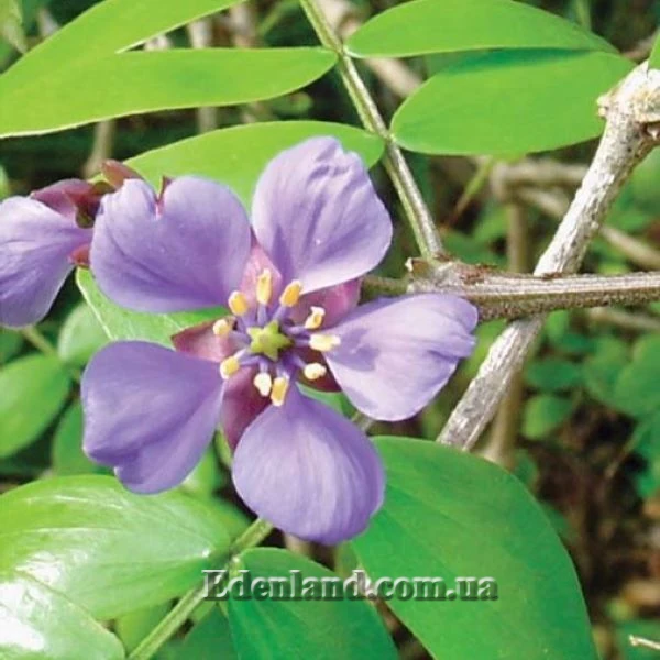 Изображение цветок