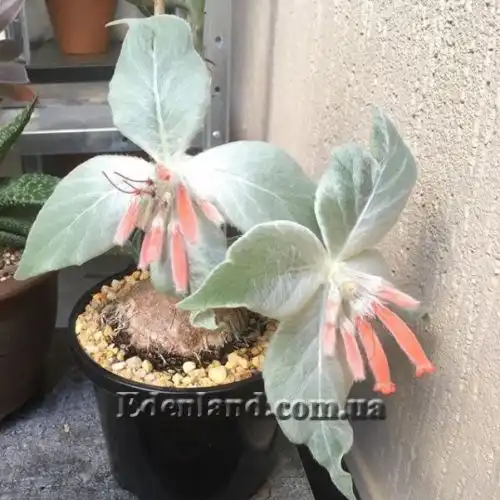 Зображення Синінгія Біловолоса - Sinningia leucotricha