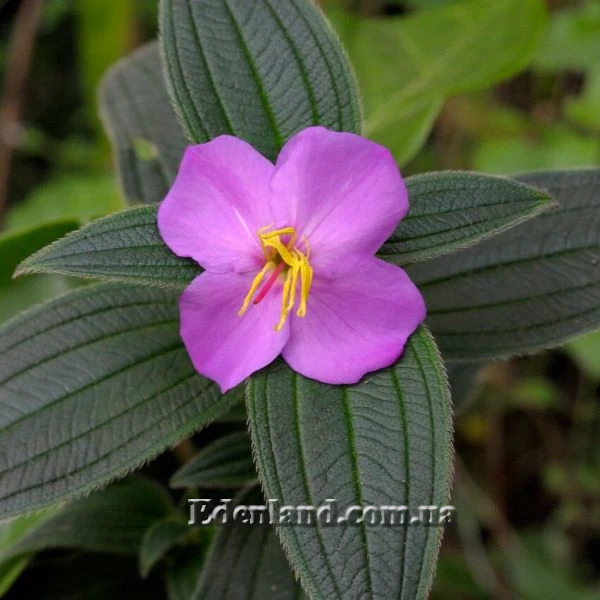 Осбекія зірчаста - Osbeckia stellata