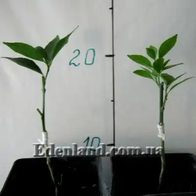 Изображение саженцы в продаже