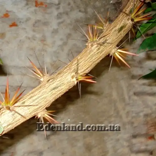 Изображение шипы