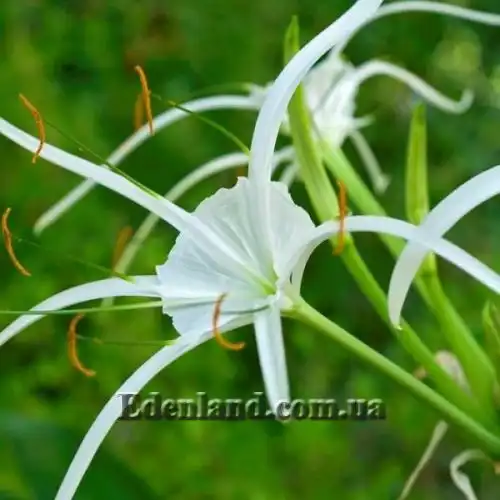 Изображение цветок