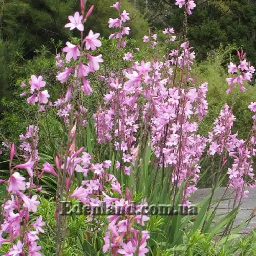 Изображение Ватсония Бурбонская - Watsonia borbonica 