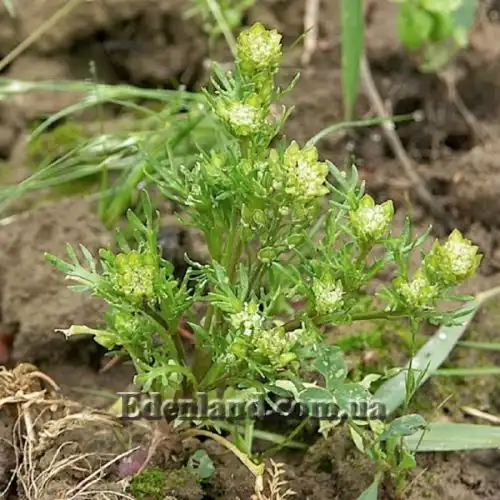 Изображение Мака перуанская (Лепидиум Мейена) - Lepidium Meyenii