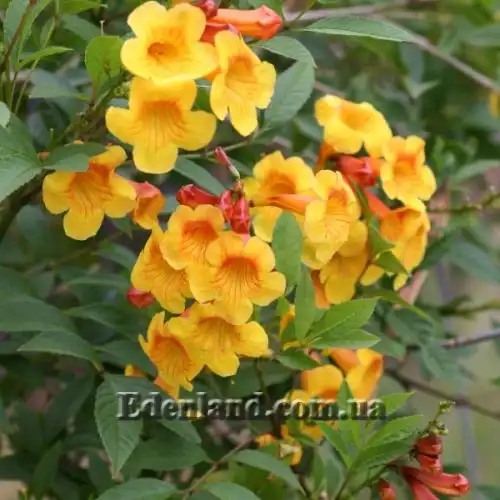 Изображение Текома желтая подвид гуаруме - Tecoma fulva subsp. Guarume