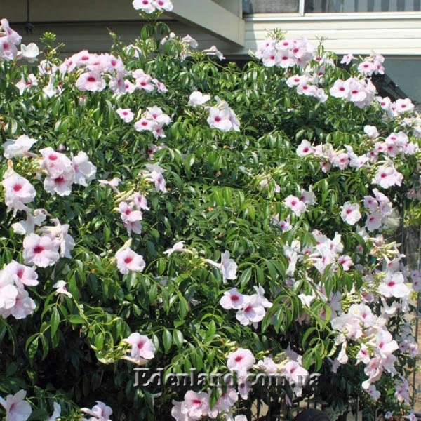 Изображение Пандорея жасминовидная - Pandorea jasminoides