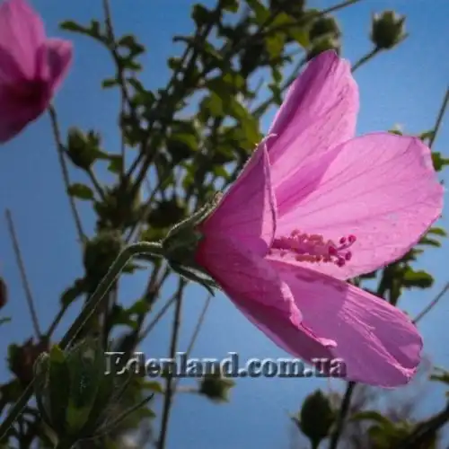 Зображення Гібіскус довгоножковий - Hibiscus pedunculatus 