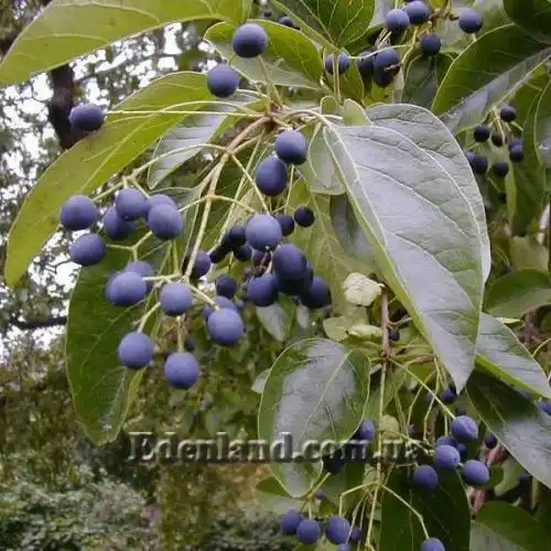 Изображение Хионантус притупленный  - Chionanthus retusus 