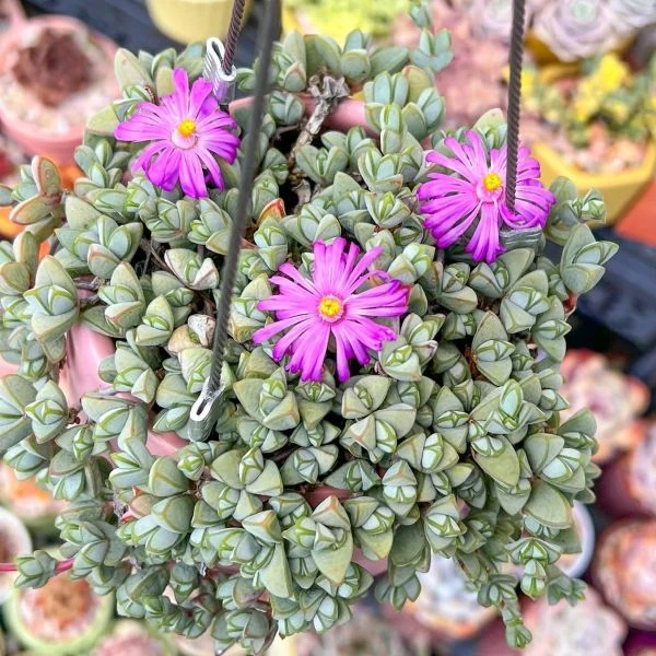 Зображення Браунсія Максиміліана - Braunsia maximiliani