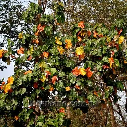 Изображение листва осенью