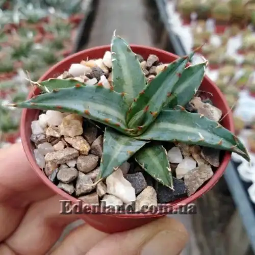 Зображення Агава однострічкова - Agave univittata